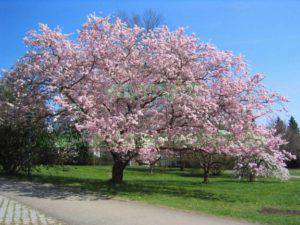 prunus_accolade